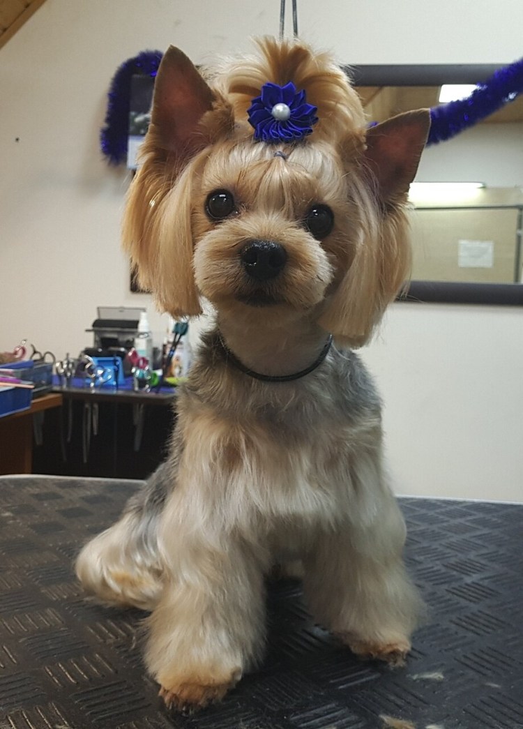 Стрижка Йорка Беби фейс