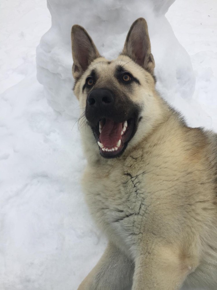 Американская Акита медведь