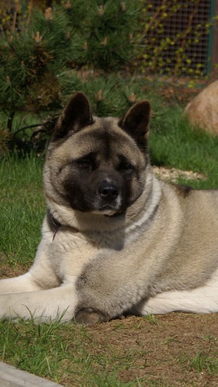 Желтая с черной мордой Южная гончая