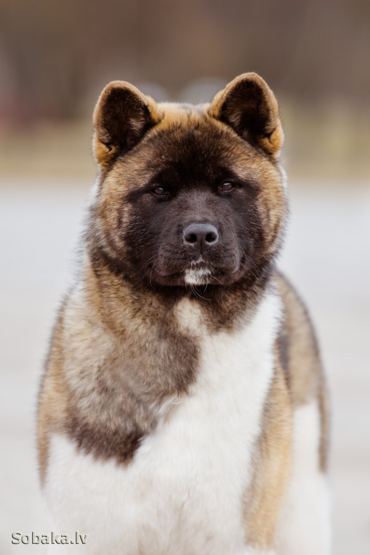 Белая овчарка малинуа