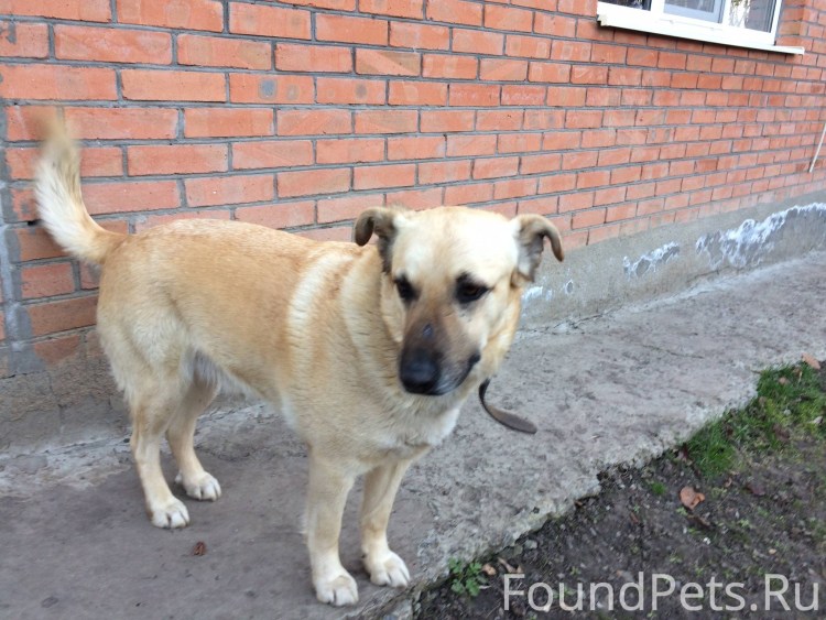 Желтая с черной маской Южная гончая