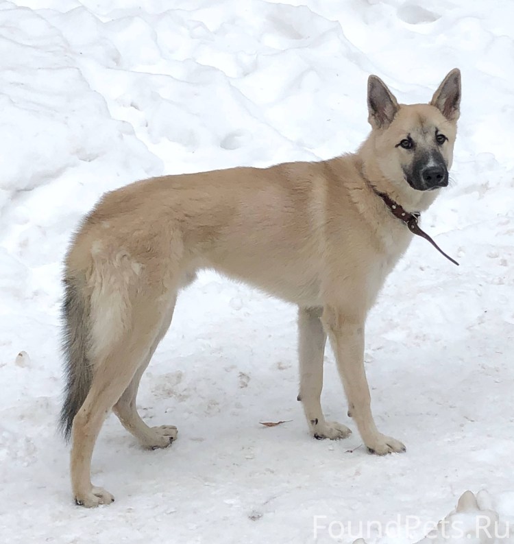 Бездомные животные