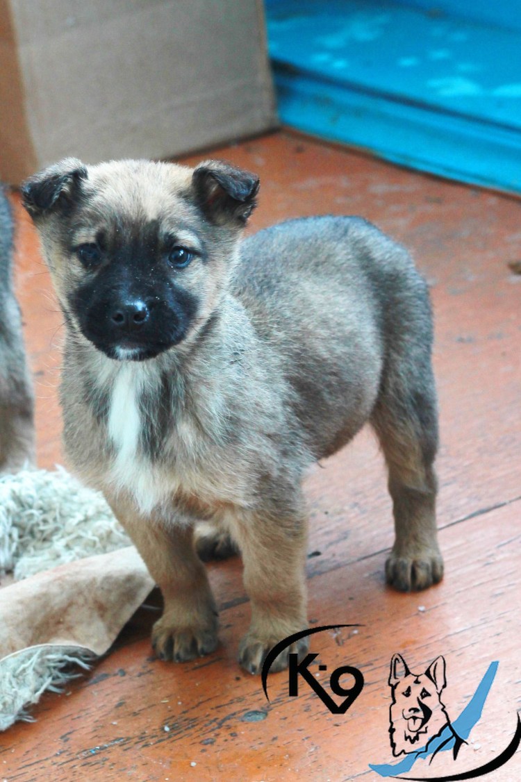 Мальтийская овчарка малинуа