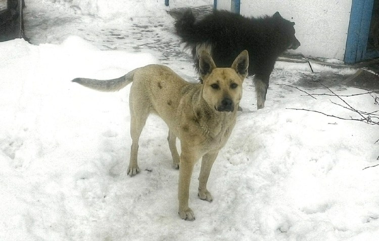 Бельгийская овчарка малинуа 5 месяцев