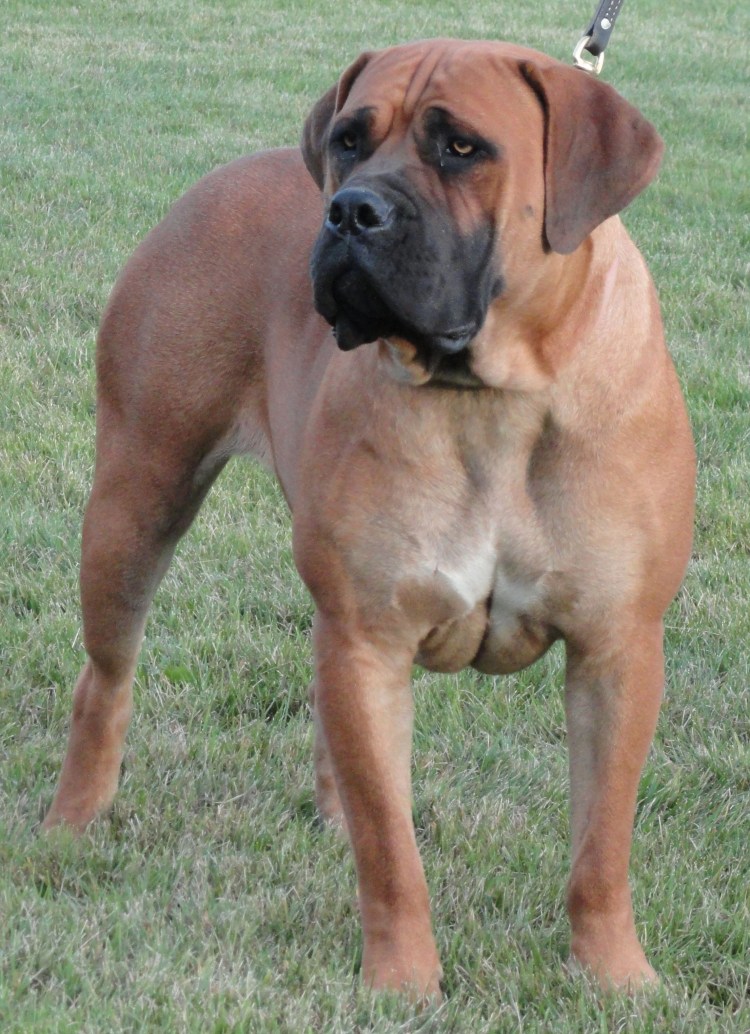 Собака американская Акита