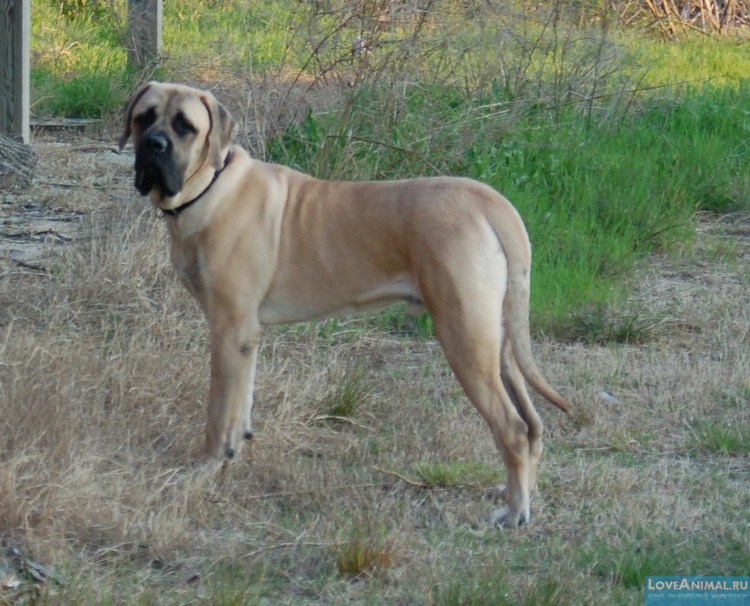 Дворняга овчарка рыжая