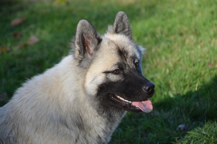 Щенок с черной мордочкой