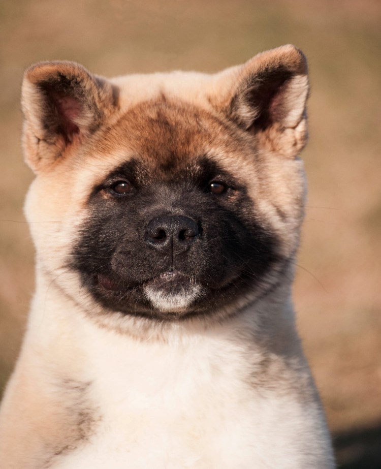 Староанглийский мастиф