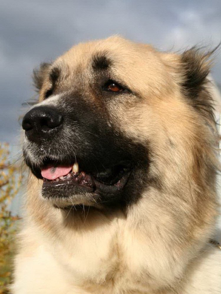 Глаза немецкой овчарки