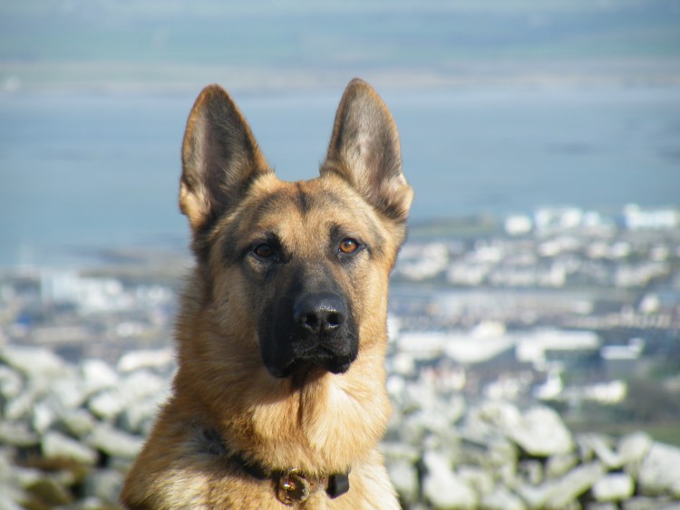 Американский мастиф Панья