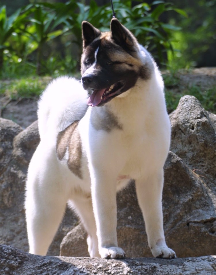 Американский мастиф