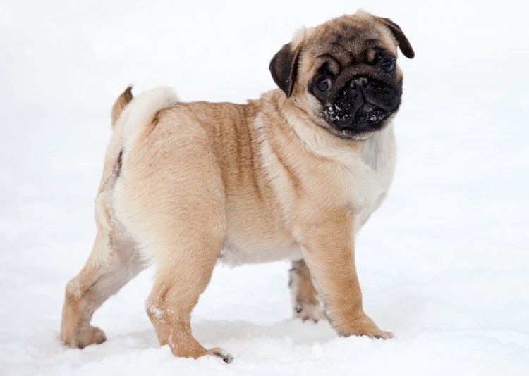 Коричневый щенок дворняжка