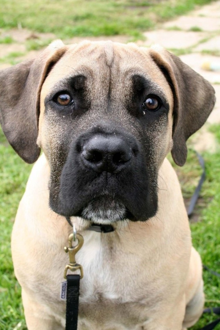 Черный Мопс 30