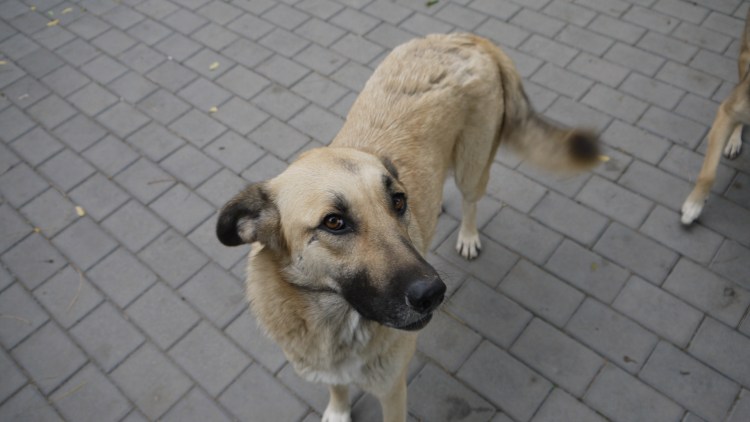 Афганский двортерьер