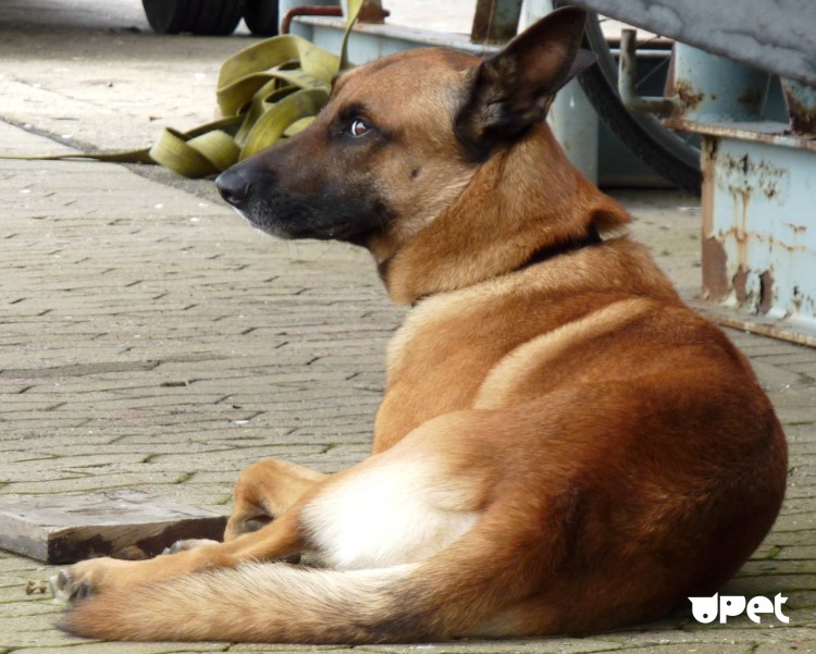 Собачка Джек Рассел терьер коричневый