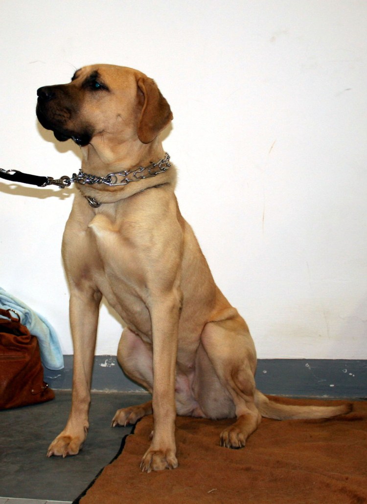 Морда чёрного пса