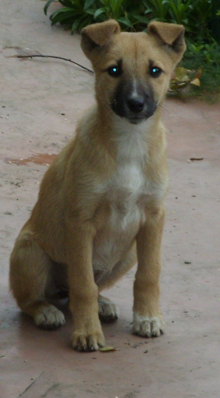 Бродяга пес