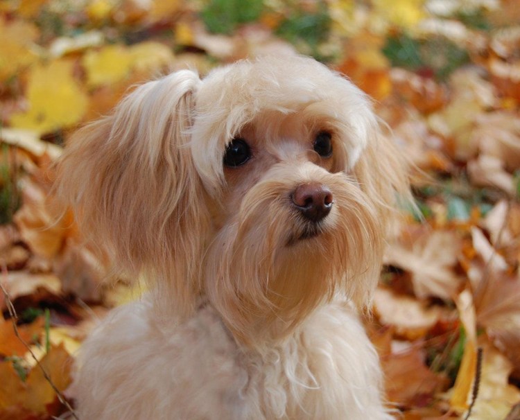 Петербургская Орхидея короткошерстная