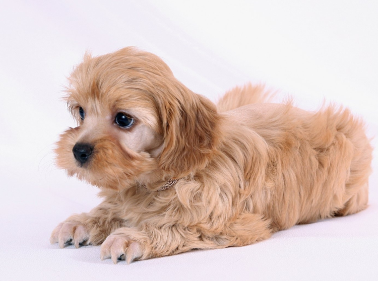 Петербуржская архидея собака