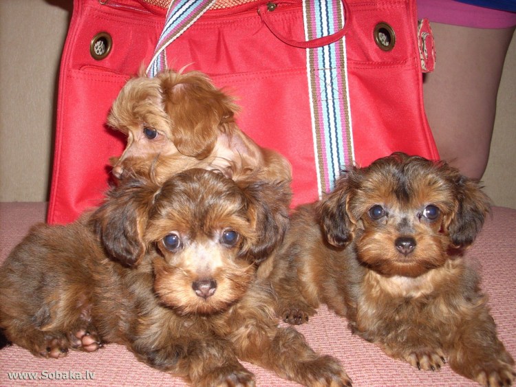 Невский Флер собака