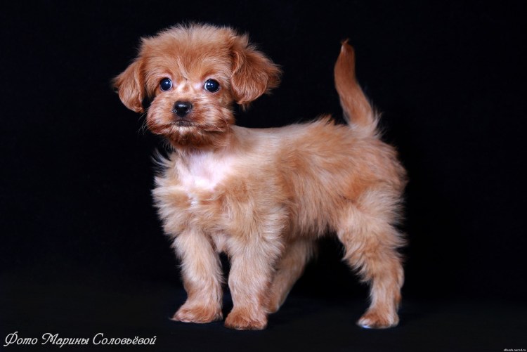 Петербургская Орхидея Олландс