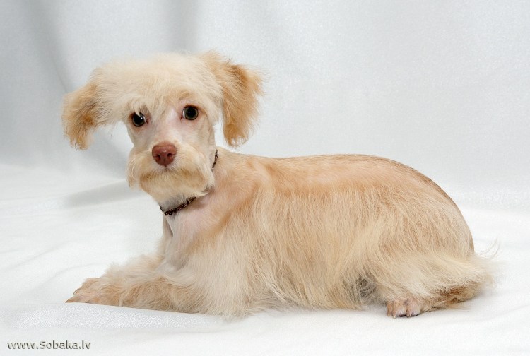 Порода собак Петербургская Орхидея