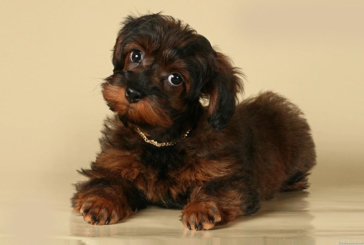 Порода Петербургская Орхидея