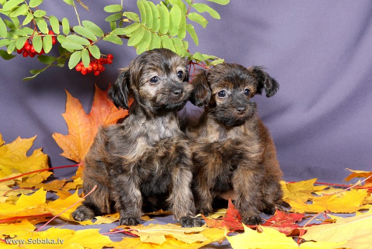 Собака Петербургская Орхидея среди цветов и ягод картинки