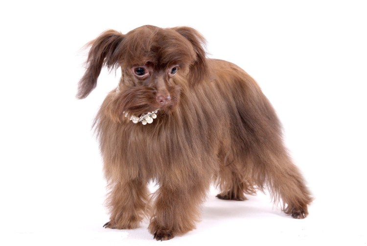 Порода Петербургская Орхидея