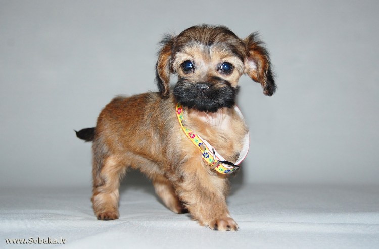 Петербургская Орхидея собака белая