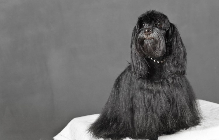 Петербургская Орхидея гладкошерстная