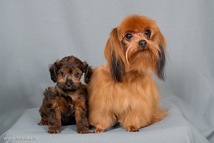 Порода Петербургская Орхидея