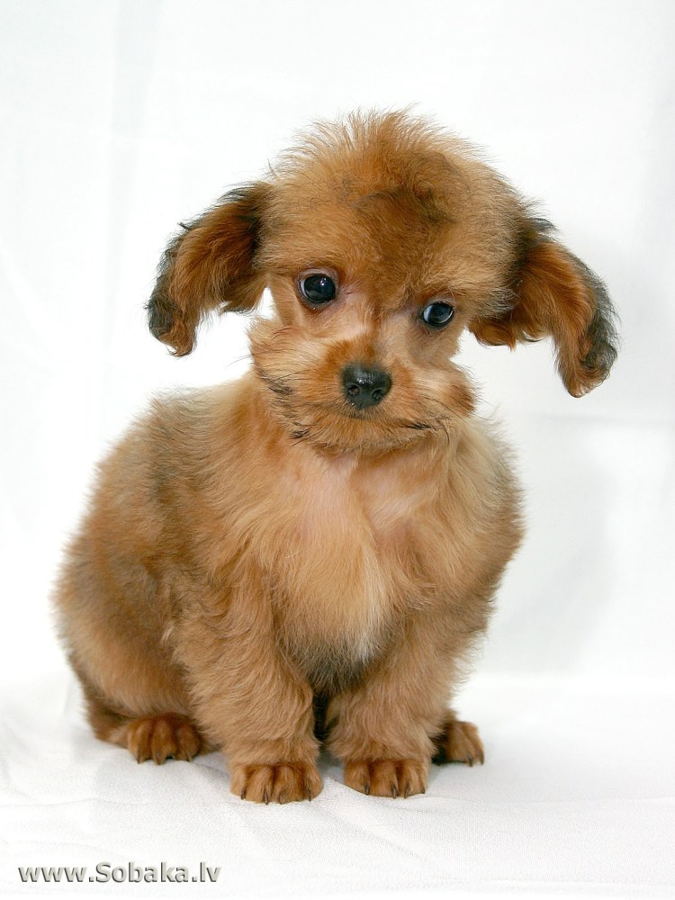 Петербургская Орхидея собака