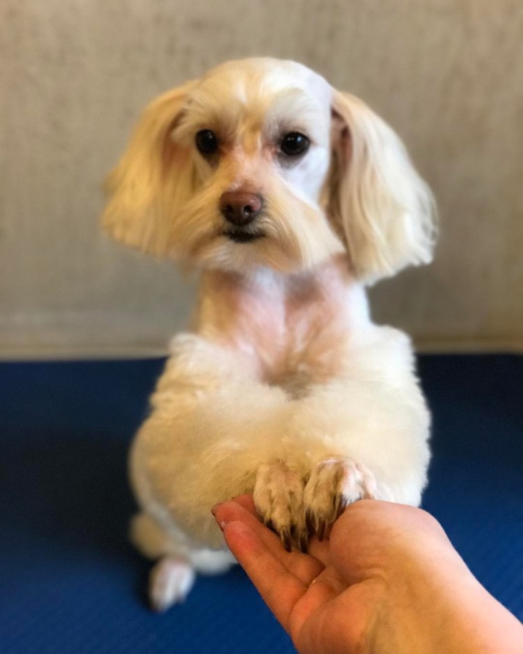 Порода собак питерская Орхидея