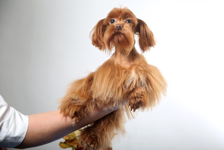 Болонка Петербургская Орхидея