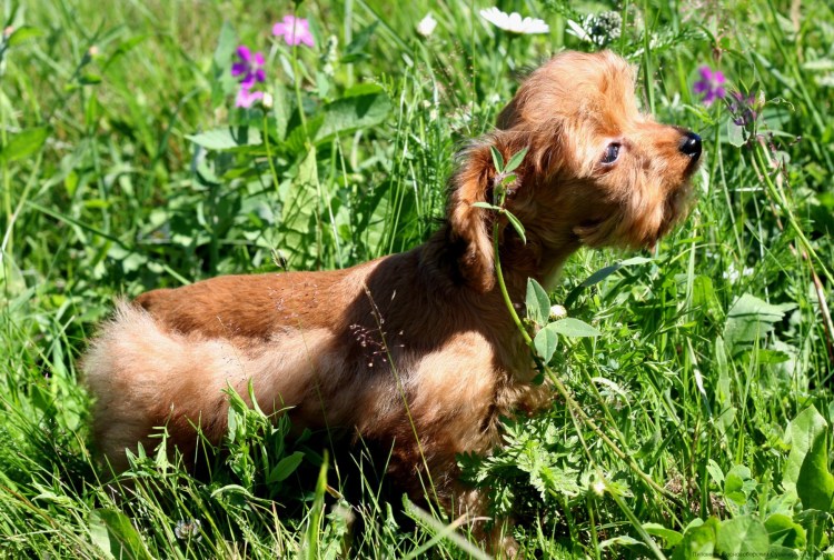Порода собак Петербургская Орхидея