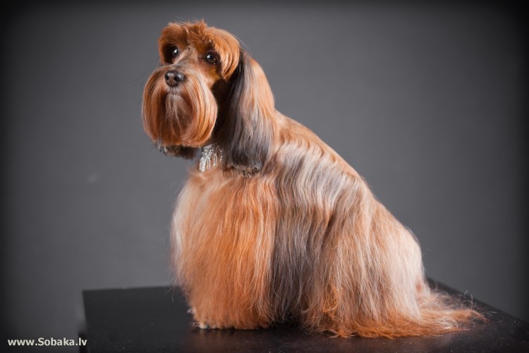 Питербургская архидея