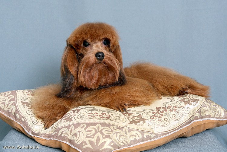 Санкт-Петербургская Орхидея порода собак