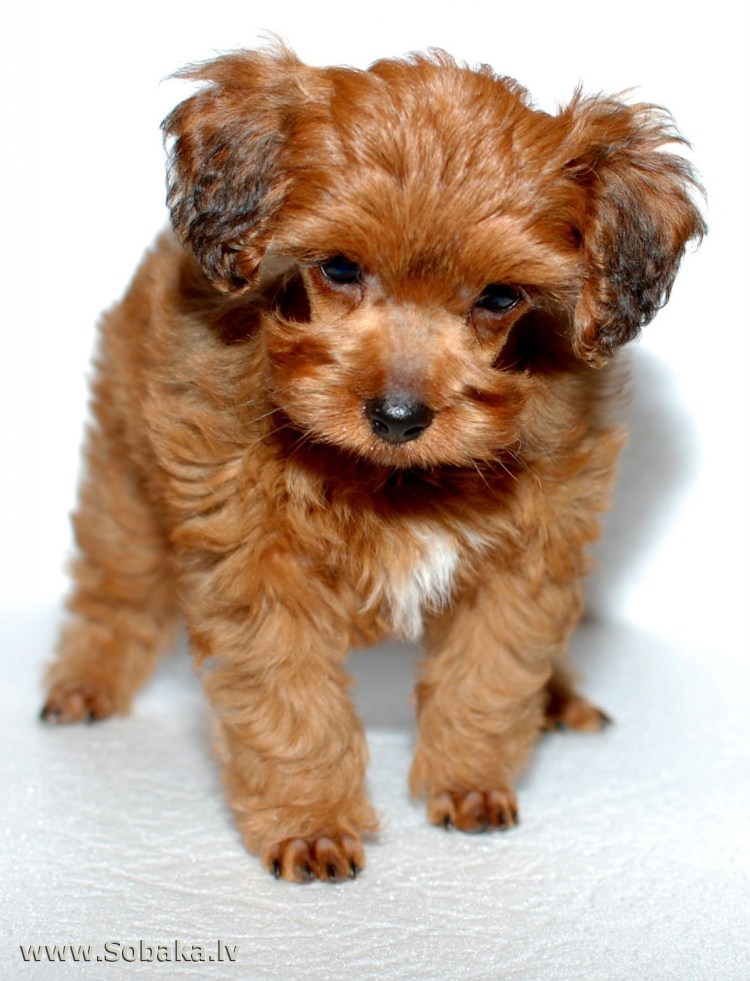 Невская Орхидея порода собак