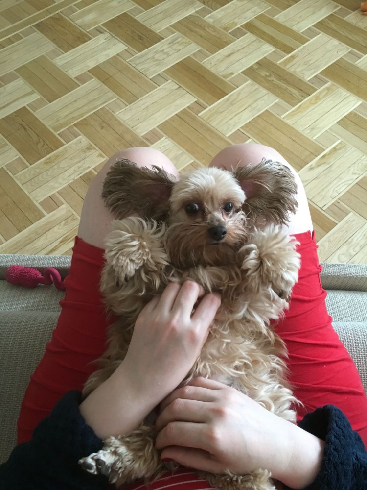 Дикая Орхидея собака