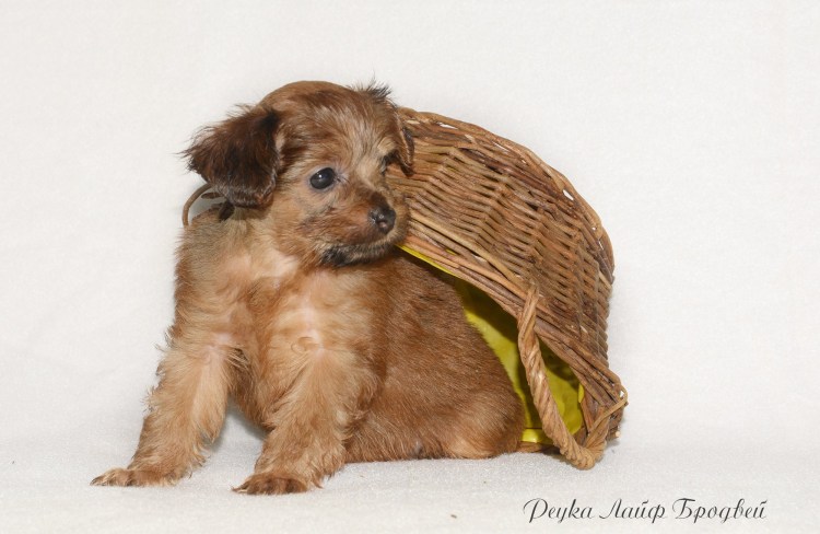 Болонка Петербургская Орхидея