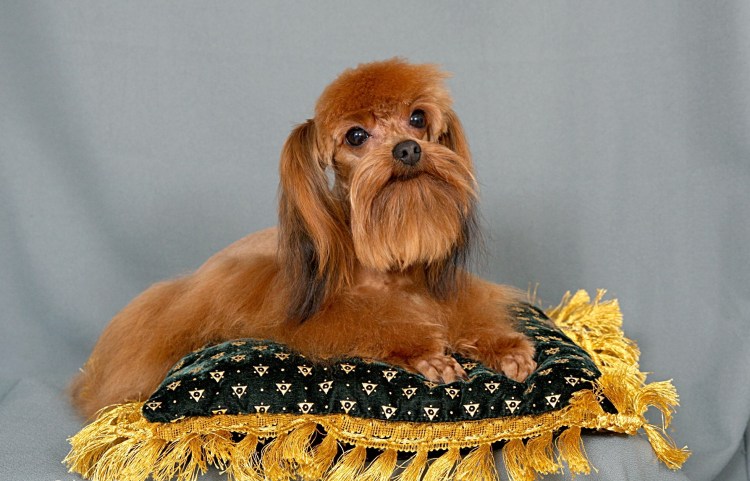 Порода Петербургская Орхидея