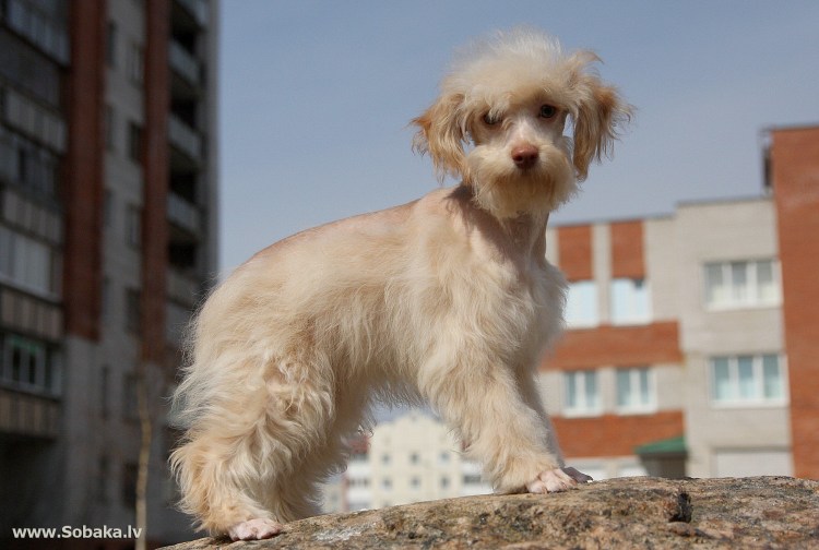 Петербургская Орхидея (Невская Орхидея)