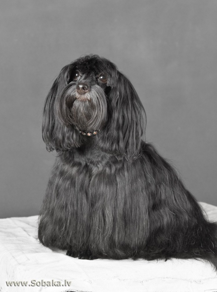 Петербургская Орхидея гладкошерстная