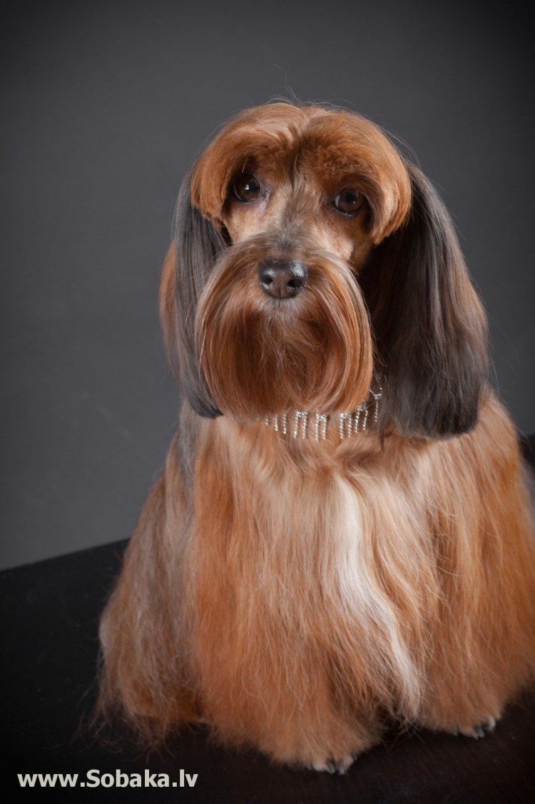 Петербургская Орхидея собака короткошерстная