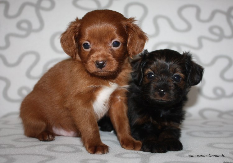 Петербургская Орхидея (Невская Орхидея)