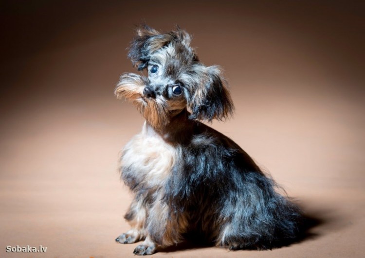 Петербургская Орхидея собака