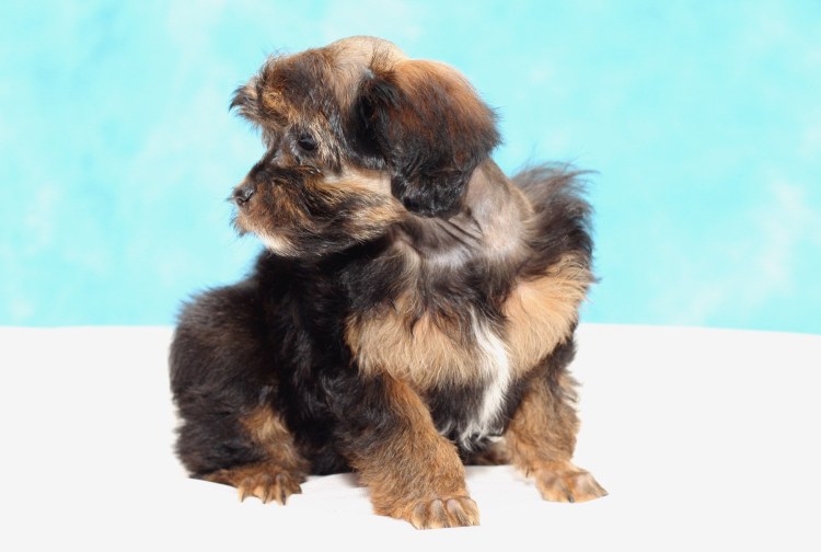 Перуанская Орхидея инков