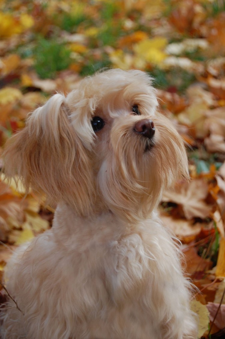 Петербургская Орхидея груминг собака
