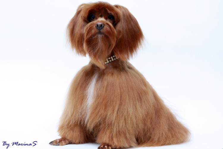 Петербургская Орхидея гладкошерстная